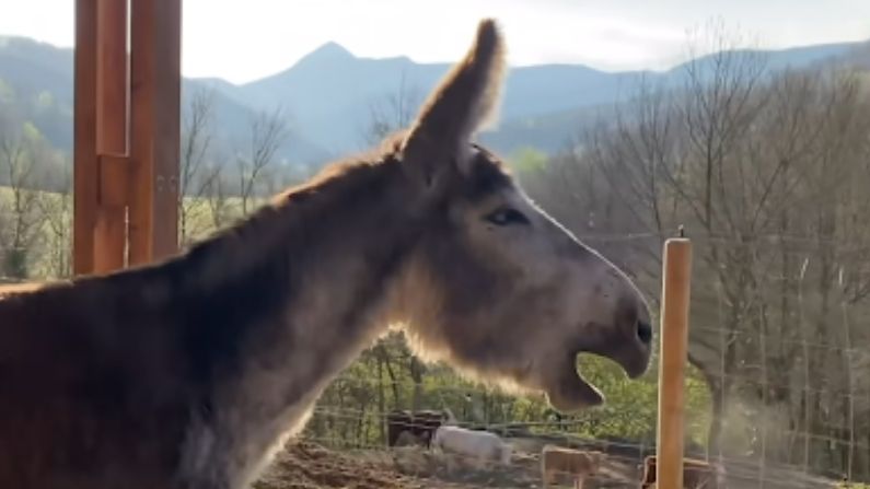 Capture d'écran de la vidéo (Avec l'aimable autorisation de la Fondation du sanctuaire Gaia)