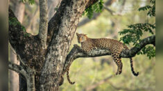 Pouvez-vous repérer le petit léopard espiègle parfaitement camouflé dans un arbre avec sa mère ?