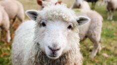 Nantes : ils égorgent deux moutons en pleine rue pour fêter l’Aïd