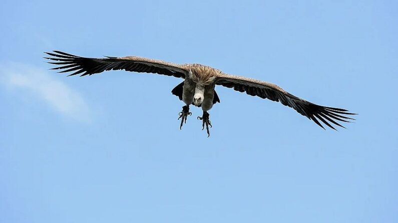 Un vautour fauve (Pixabay)