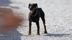 Gard : perdu pendant les vacances, un chien parcourt 380km pour retrouver sa maison