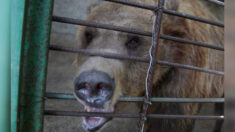 Deux ours sauvés de conditions épouvantables s’épanouissent désormais dans un refuge pour animaux