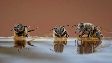 Une photo hilarante montre trois abeilles en train de boire, de « raconter des blagues » et de « tomber de leur chaise en riant »