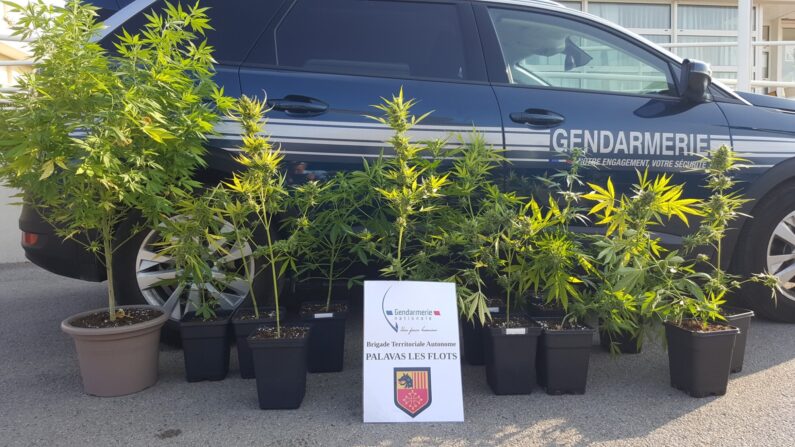17 plants de cannabis ont été saisis. (Photo gendarmerie nationale de l'Hérault)