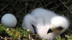 Gard : après 70 ans d’absence, l’aigle royal est de retour dans une réserve naturelle à Sumène