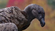 Lot : naissances exceptionnelles de deux bébés condors au Rocher des aigles à Rocamadour, « un exploit et une joie immense »