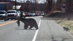 Vidéo : des automobilistes patients attendent que la maman ourse se démène pour traverser la route avec quatre oursons indisciplinés