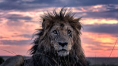Des photos montrent le plus vieux lion connu de la réserve de faune sauvage de Maasai Mara au Kenya