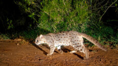 Un photographe pose des pièges à caméra pour réaliser des photos de chats rubigineux, de léopards et autres animaux exotiques vivant en Inde