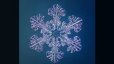 Un spécialiste de macrophotographie prend des images exquises de flocons de neige cristallins en utilisant un appareil photo spécifique qu’il a construit lui-même