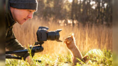 Des écureuils curieux et un petit oiseau font équipe pour examiner l’appareil photo d’un photographe