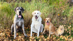 Des amoureux des chiens démontrent en photos comment leur chiot dogue allemand a dépassé ses compagnons canins en 2 ans