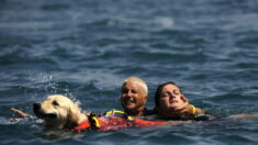 Italie : des chiens sauveteurs portent secours à 14 nageurs en difficulté, dont 8 enfants