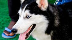 Un husky décède juste après avoir mangé une saucisse empoisonnée sur une piste cyclable