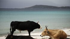 Corse : des vaches sauvages provoquent des incidents sur les plages