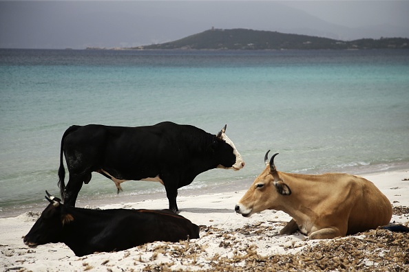 Des vaches sauvages sont couchées et debout sur le sable de la plage de Mar e Sol à Porticcio, sur l'île méditerranéenne française de Corse (PASCAL POCHARD-CASABIANCA/AFP via Getty Images)