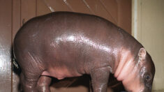 Près de Lisieux : naissance d’un bébé hippopotame au zoo de Cerza, la première en France cette année