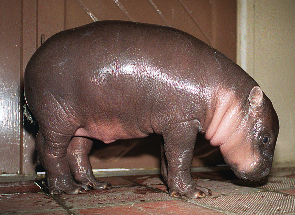 Un bébé hippopotame pygmée né le 03 avril 2000 au parc zoologique de Paris-Vincennes. (Photo by Martin BUREAU / AFP) (Photo by MARTIN BUREAU/AFP via Getty Images)