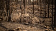 « Je suis perdu » : en Grèce, les éleveurs hébétés face à leurs troupeaux brûlés