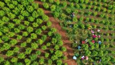 Colombie: les petites mains de l’économie prospère de la coca