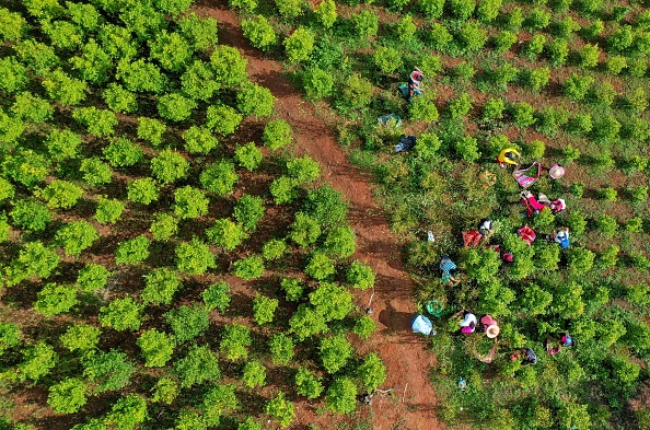 -Des collecteurs de feuilles de coca- travaillent dans un champ de coca dans les montagnes de la municipalité d'El Patia, Colombie, le 5 mai 2021. Photo de Raul ARBOLEDA / AFP via Getty Images.
