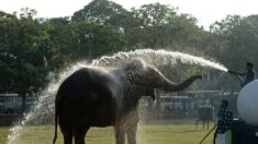 Au Sri Lanka, pas de conduite d’éléphants en état d’ivresse!