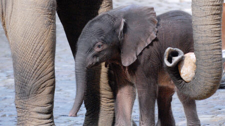 Sri Lanka : naissance d’éléphanteaux jumeaux en captivité, une première depuis 1941