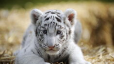 Saône-et-Loire : naissance inattendue d’un tigreau blanc au Touroparc Zoo