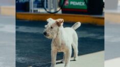 Semblant vivre dans la rue, un chien mexicain qui travaille dans une station-service a failli être « volé »