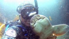 Vidéo : un plongeur qui a câliné un bébé requin il y a 11 ans retrouve son ami sous-marin