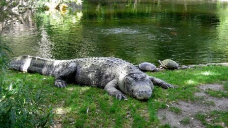 États-Unis : en visite dans un zoo, il saute sur un alligator pour aider une soigneuse attaquée (vidéo)