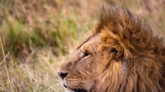 Des lions tuent trois enfants près du Ngorongoro en Tanzanie