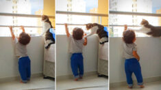 VIDÉO : un chat à l’esprit vif voit un jeune enfant s’accrocher à la rambarde d’un très haut balcon et agit de façon adorable