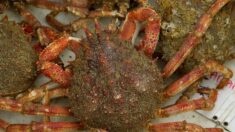Côtes-d’Armor : des centaines d’araignées de mer s’échouent sur la plage de Pléneuf-Val-André