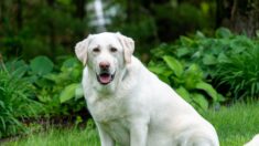 Côte-d’Or : le chien Fripouille, mascotte d’un Ehpad, se lance sur Twitter et raconte sa vie à la maison de retraite