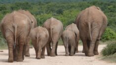 Un troupeau d’éléphants de Chine, dont on ignorait la raison de sa migration longue de 1.300 km, a décidé de rentrer chez lui
