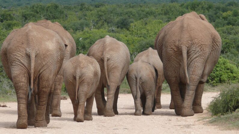 Image illustrative d'un troupeau d'éléphants. (Pixabay/ MartinFuchs ) 
