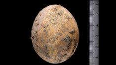 Des archéologues découvrent un œuf de poule vieux de 1000 ans intact datant de l’époque byzantine lors de fouilles en Israël