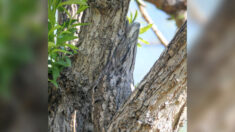 Pouvez-vous repérer la créature très bien camouflée dans l’arbre ? (Et dire de quelle espèce il s’agit ?)