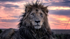 Des photos montrent le plus vieux lion connu dans la réserve faunique de Maasai Mara au Kenya