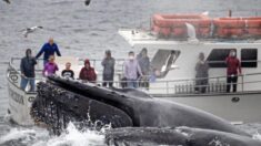 Des observateurs de baleines sont stupéfaits de voir quatre énormes baleines à bosse se régaler des poissons cachés sous leur bateau
