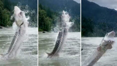 Un guide de pêche filme un esturgeon de 3 mètres de long et 180 kg sautant « au-dessus » de leur tête sur le fleuve Fraser