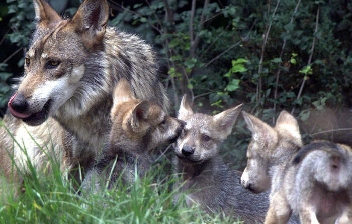 Un loup gris mexicain mâle se nourrit avec trois de ses cinq louveteaux, nés le 17 avril, au zoo de Chapultepec à Mexico le 6 juin 2002. (JORGE UZON/AFP via Getty Images)
