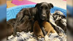 Une chienne secourue adopte 10 chiots orphelins après avoir perdu sa propre portée