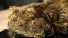 Un lionceau de l’ère glaciaire découvert dans le pergélisol sibérien aurait 28.000 ans