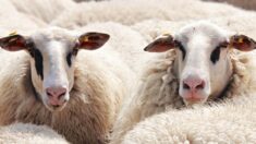 Une vidéo étonnante montre des moutons disposés de manière à former un cœur géant dans le champ d’un fermier en Australie