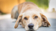 Australie: des chiens sont euthanasiés à cause des restrictions Covid  imposées aux sauveteurs