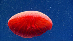 Des chercheurs en océanographie enregistrent une magnifique espèce « non décrite » de méduse rouge à 700 mètres sous la mer