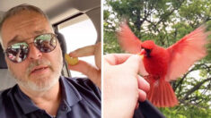 Un homme noue une amitié étonnante avec un cardinal rouge et déjeune avec lui tous les jours depuis 20 mois