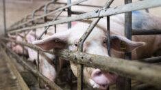 L214 : images choc et témoignage inédit, à visage découvert, d’un ancien employé d’un élevage de porcs dans l’Yonne
